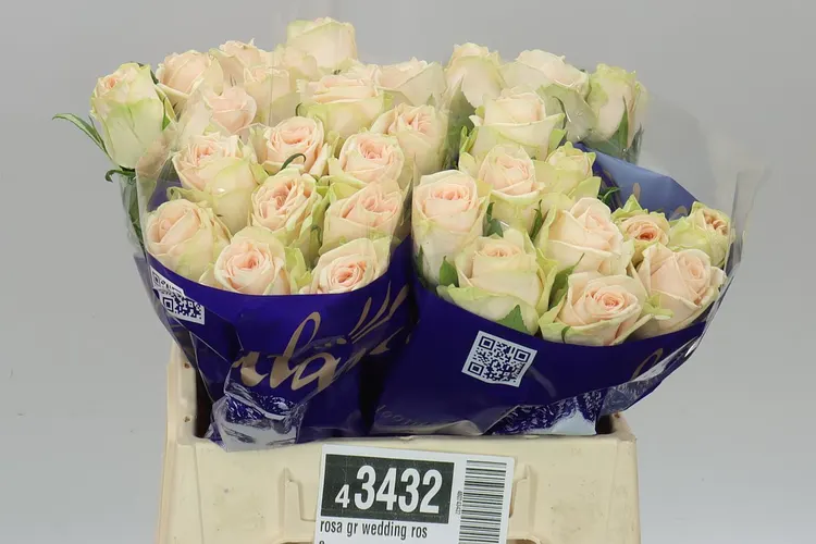 Rosa Gr Wedding Rose 40 cm
