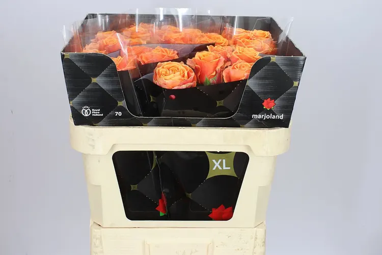 Ruža Novi Xl 70 cm