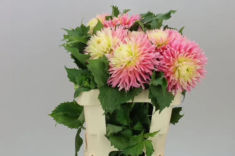 Dahlia Just Married 50 cm