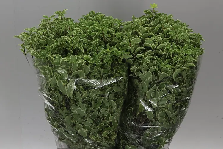 Pittosporum Fine Bont 60 cm