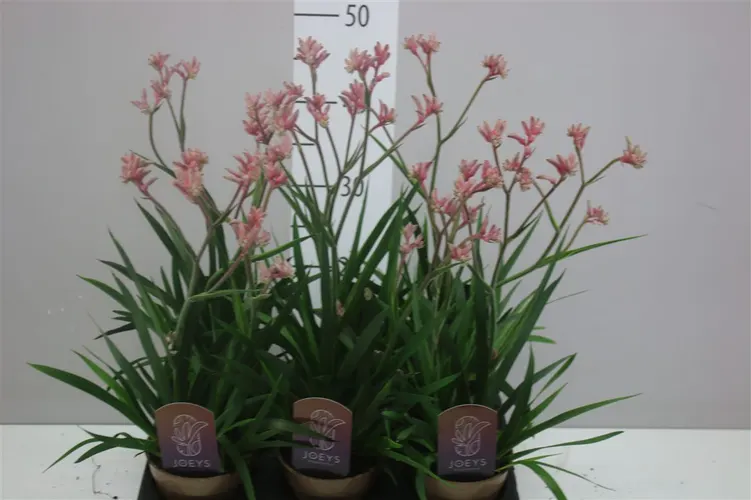 Anigozanthos Roze črepník 12 cm