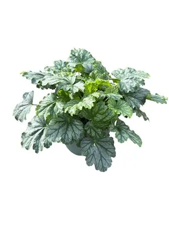 Heuchera Paris črepník 17 cm