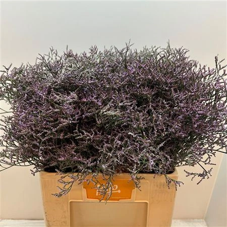 Limónium Saf Lilac 60 cm