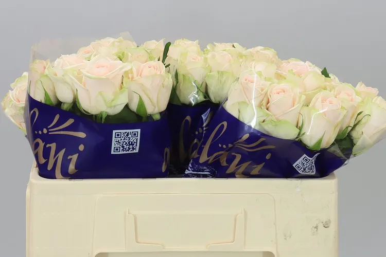 Ruža Wedding Rose 50 cm