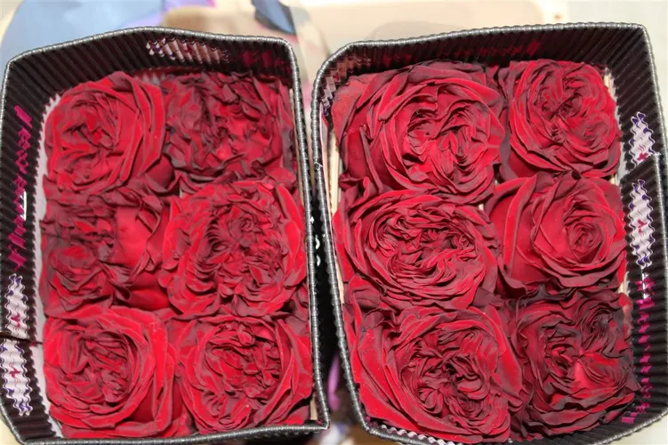 Rosa Gr Ec Mayra Red 40 cm