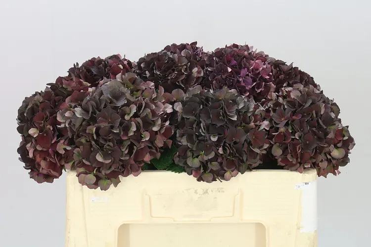 Hortenzia Dark Ruby Classic 50 cm