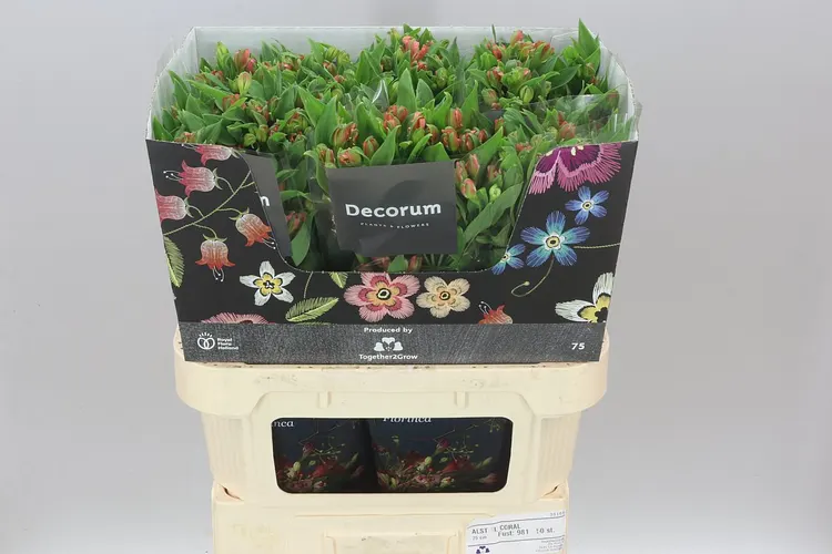Alstro Charm Coral 75 cm
