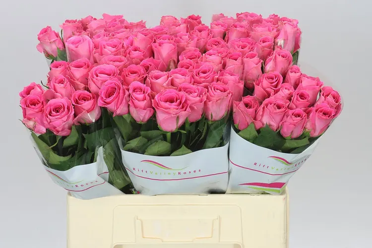 Rosa Gr Watergame 60 cm