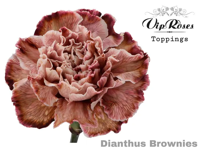 Di St Brownies 60 cm