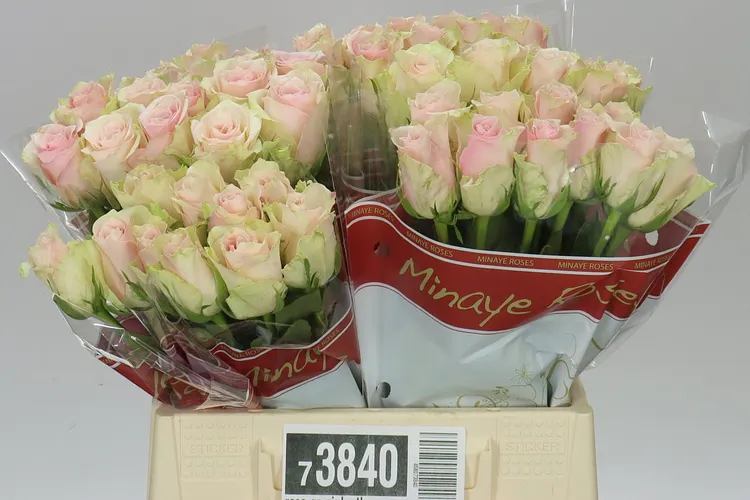 Ruža Pink Athena 40 cm
