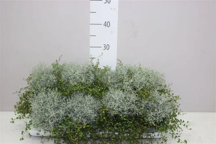 Calocephalus/muehlenbeckia črepník 13 cm