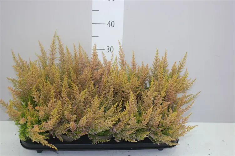 Erica Car Ann Sparkes Oranje črepník 12 cm