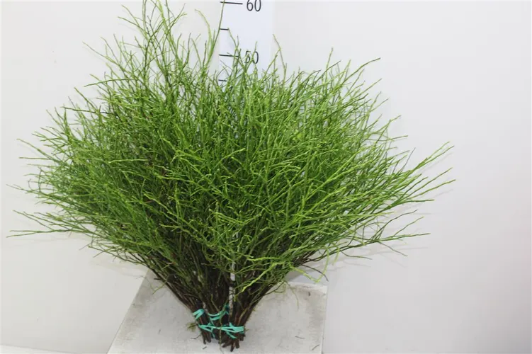 Vaccinium Huckleberry 50 cm