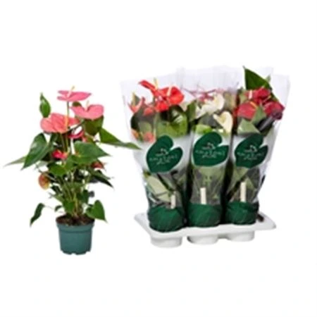 Antúrium mix Xl črepník 17 cm