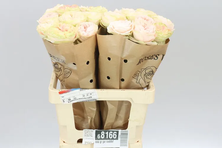 Rosa Gar Cuddle! 60 cm