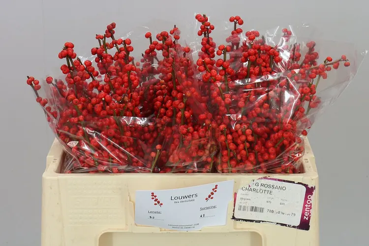 Ilex Verticillata 50 cm