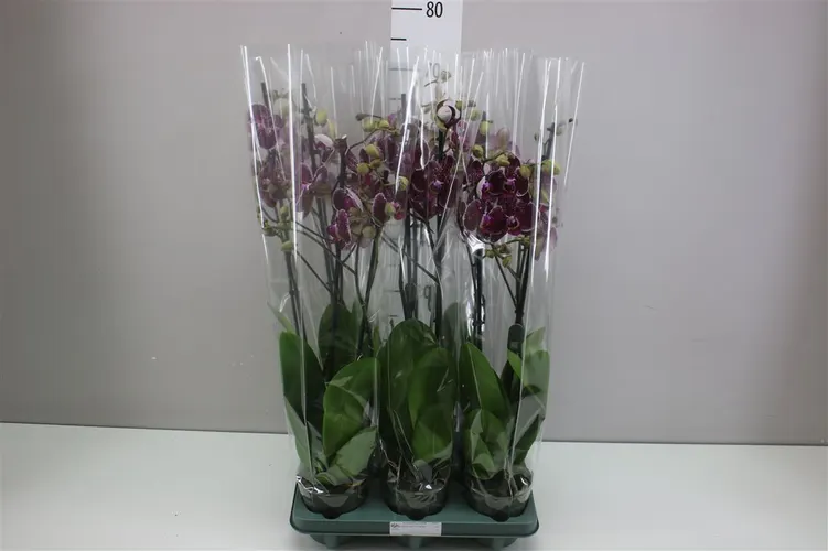Phal Eduction 2 Tak črepník 12 cm