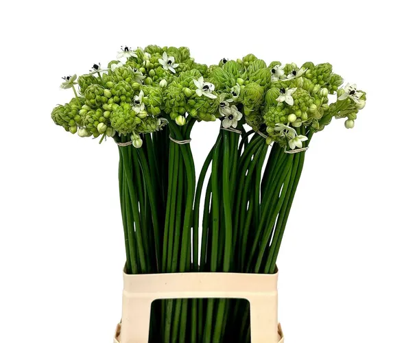 Ornithogalum Saundersiae 70 cm