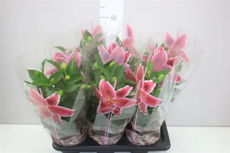 Ľalia orientálna Souvenir 2pp Pink črepník 17 cm