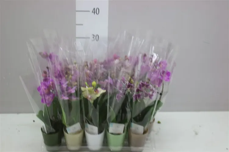 Phal Mini Mix 1 Tak In Glas črepník 6 cm