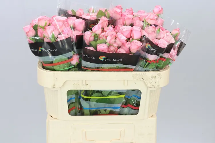 Rosa Tr Birds Nest 70 cm