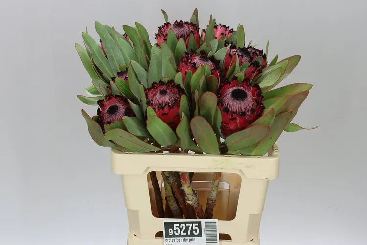 Protea Ba Ruby Princess 60 cm