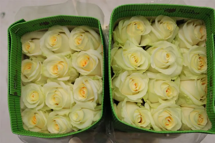 Rosa Gr Ec Creme De La Creme 40 cm