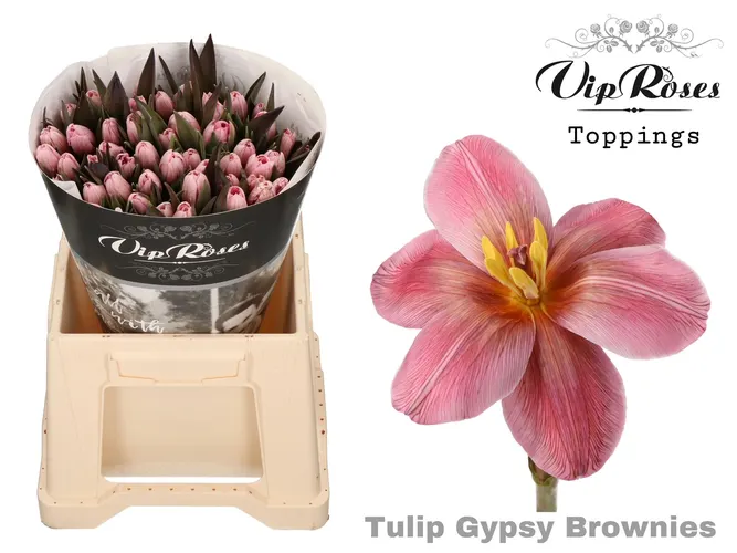 Tu En Gypsy Brown 40 cm