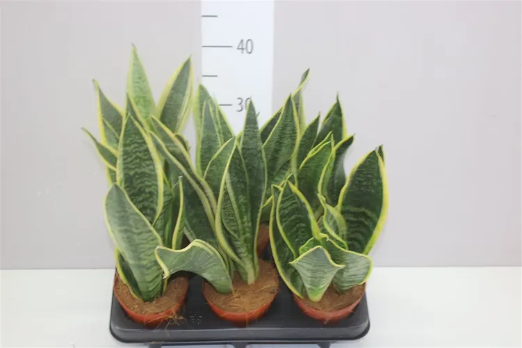 Sansevieria Tr Futura Superba črepník 12 cm