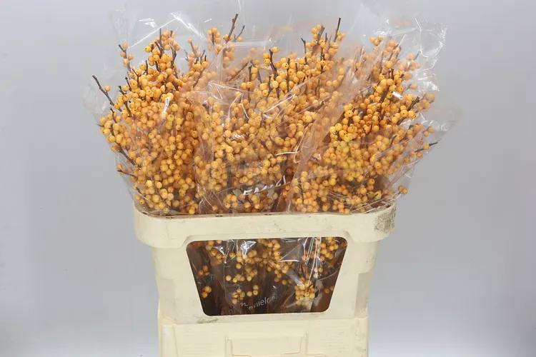 Ilex Golden Verboom 80 cm