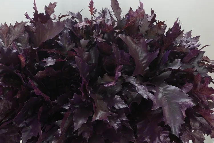 Quercus Painted Aubergine 80 cm
