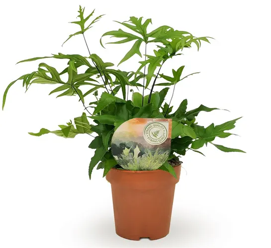 Doryopteris Pedata črepník 12 cm