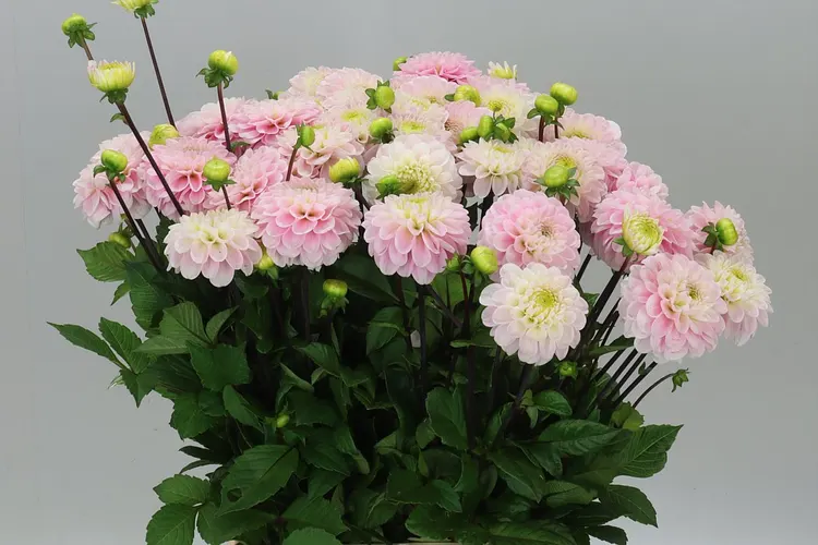 Dahlia Wizzard Of Oz 55 cm