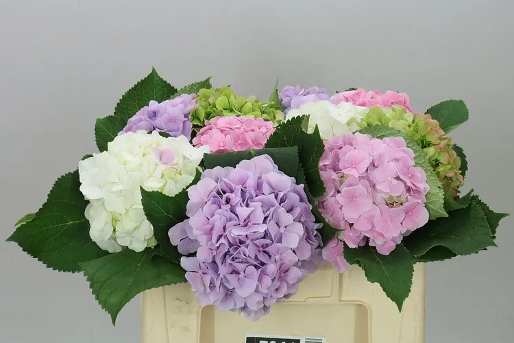 Hyd Mixed 40 cm