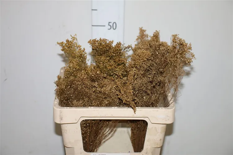 Dried Brooms Natural Bunch 50 cm