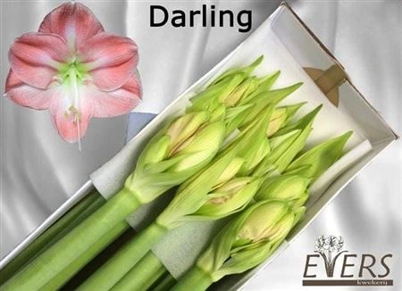 Amarylis Darling 75 cm
