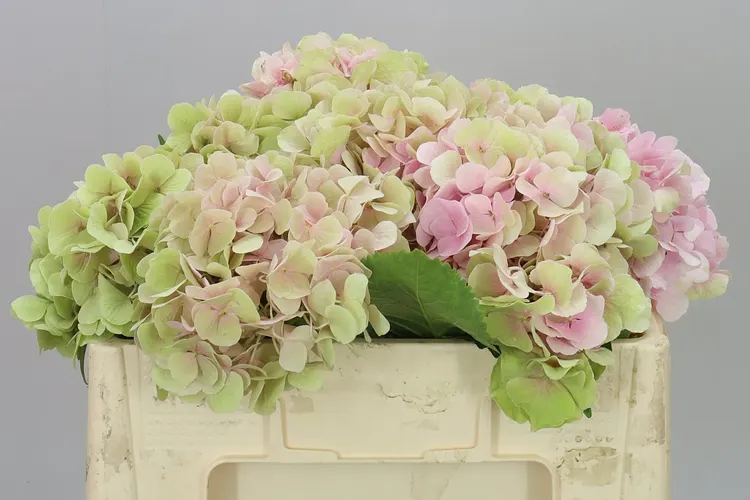 Hyd Verena Pink Classic 50 cm
