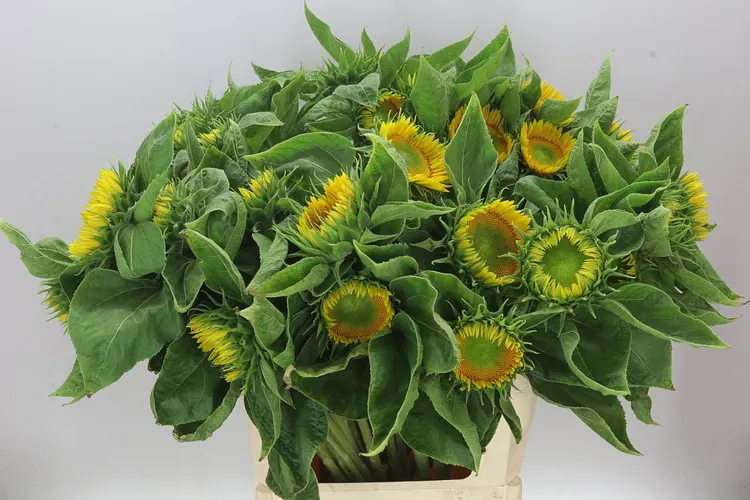 Helian A Sunrich Gold 80 cm