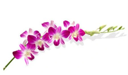 Orchidea Dendrobium Sonia X10