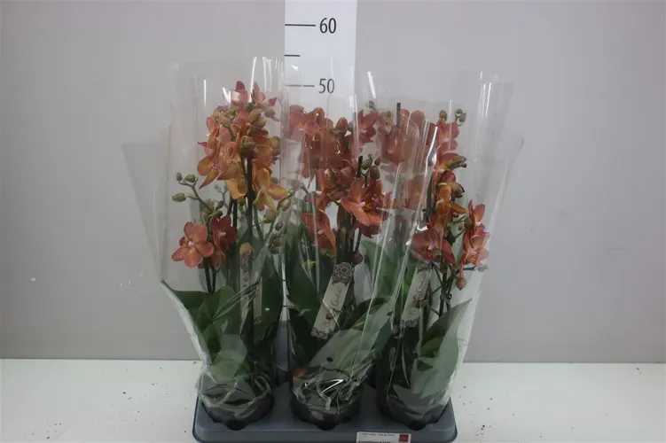 Orchidea Phalaenopsis oranžová, 2 výhony črepník 12 cm
