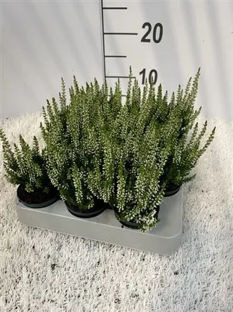 Calluna Beauty Ladies Mini Wit črepník 6 cm