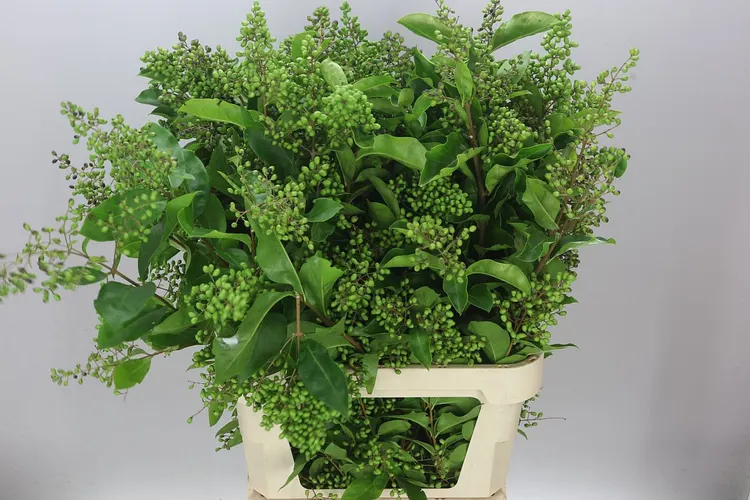 Ligustrum Ov Winter Jewel 100 cm