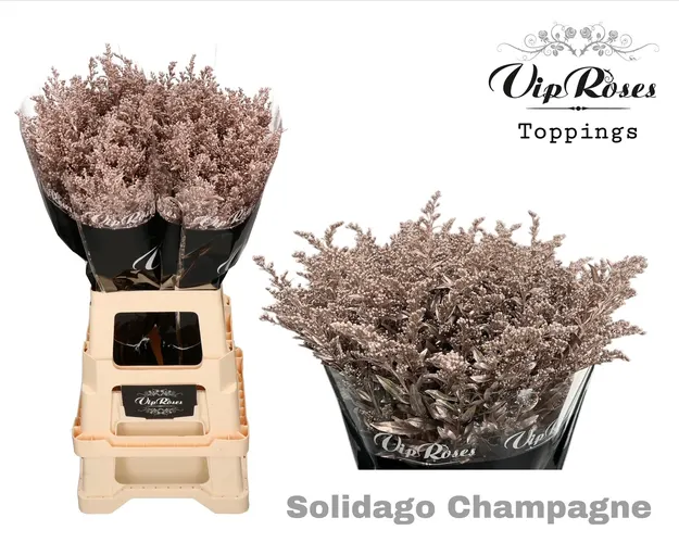 Solidago Champagne 70 cm