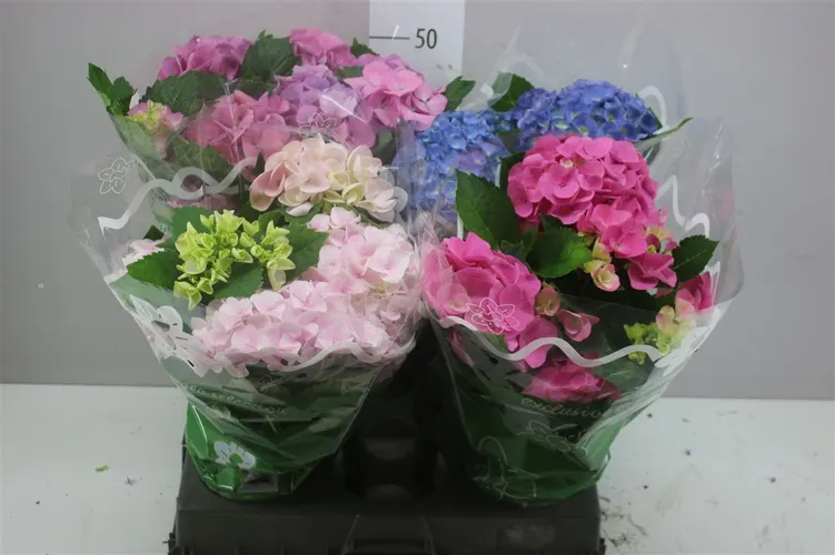 Hydrangea Gemengd 6+ črepník 14 cm
