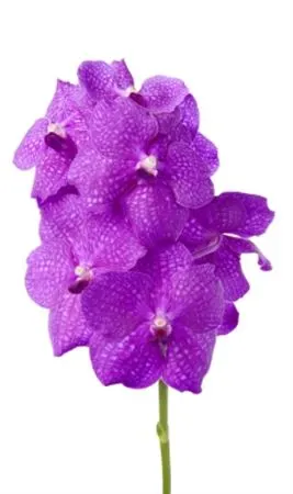 Vanda Ni Hot Fuchsia