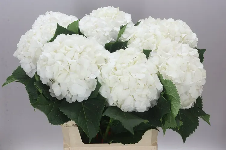 Hortenzia Verena White 80 cm