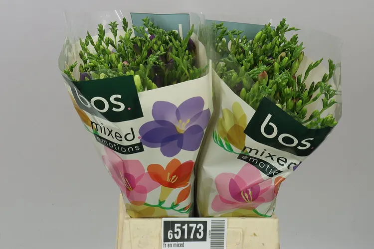 Fr En Mixed 50 cm