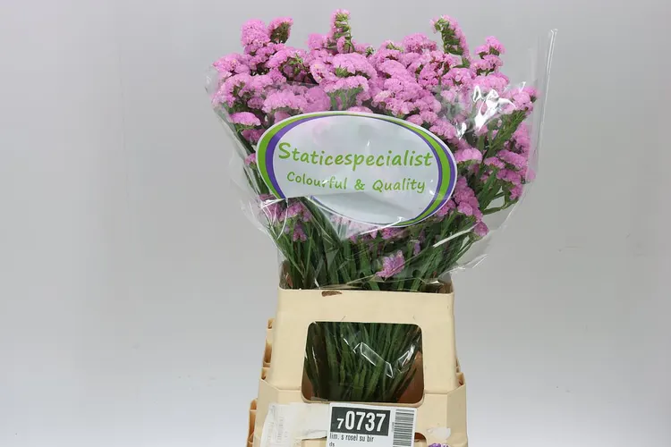 Limóniá (Limonium/Statice)