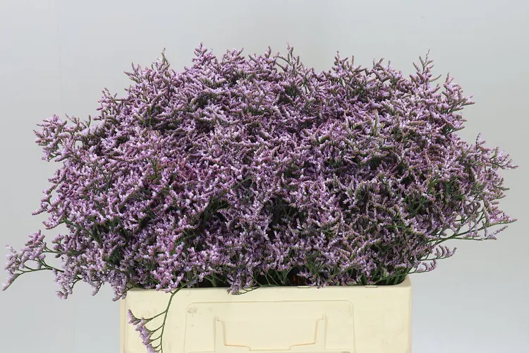 Lim. Saf Lilac 60 cm