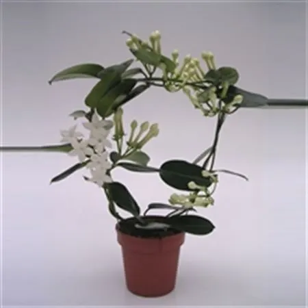 Stephanotis Fleur Parfum 3-5 črepník 12 cm
